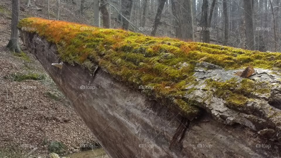 Fallen tree with moss in forest