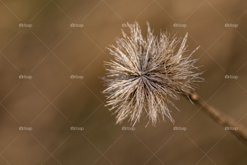 a beautiful flower in the sun light