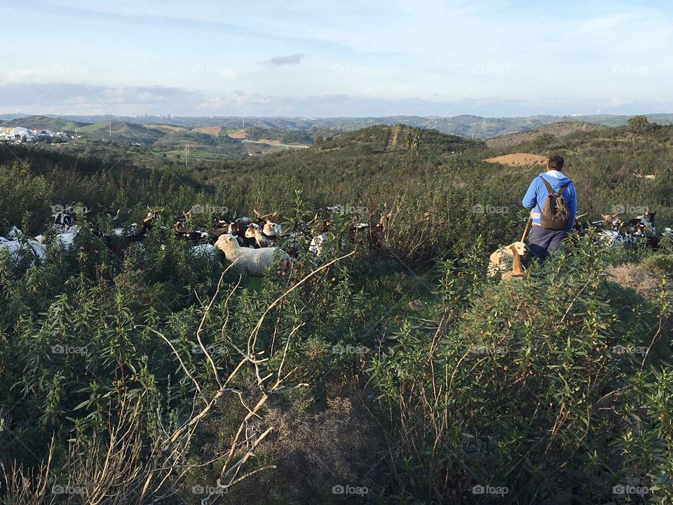 Shepherd in countryside 