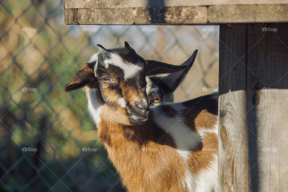 Goat on the farm