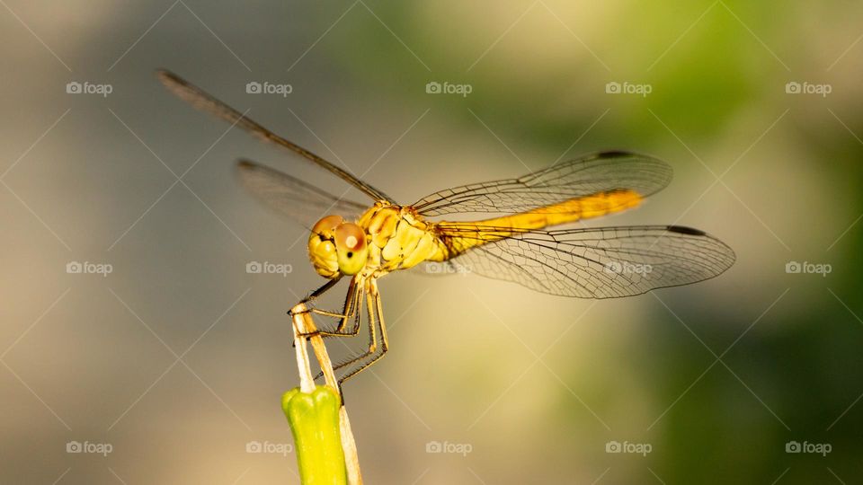 A dragonfly 