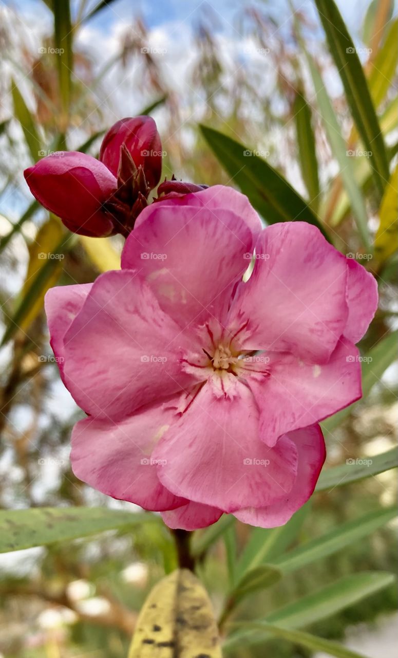 🌹 🇺🇸 Very beautiful flowers to brighten our day.  Live nature and its beauty. Did you like the delicate petals? / 🇧🇷 Flores muito bonitas para alegrar nosso dia. Viva a natureza e sua beleza. Gostaram das pétalas delicadas? 