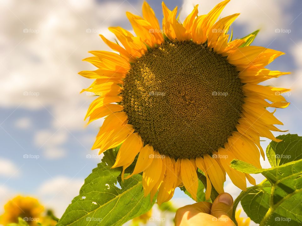 Nature, Summer, Flora, No Person, Sunflower