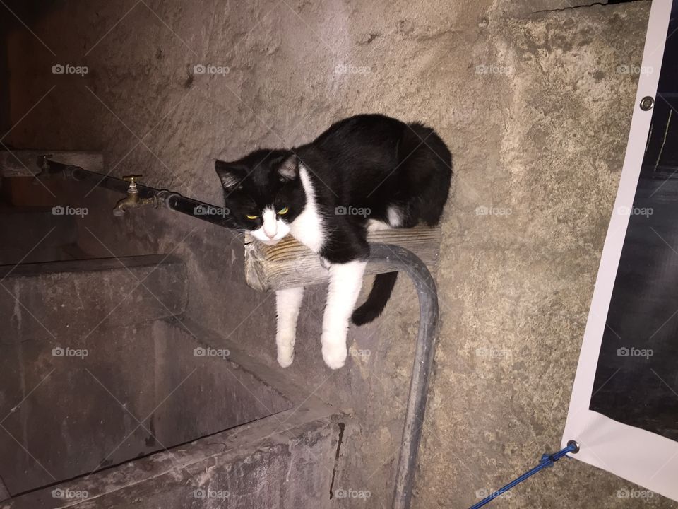 Cat like sleep in fontaine