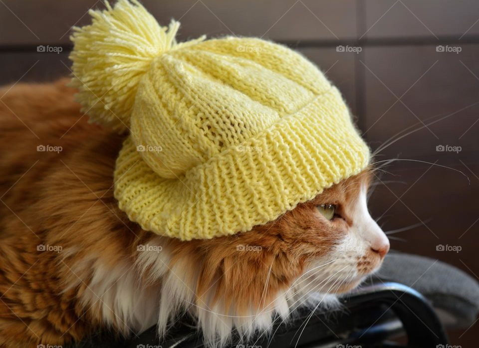 cat relaxing home in yellow hat, autumn time