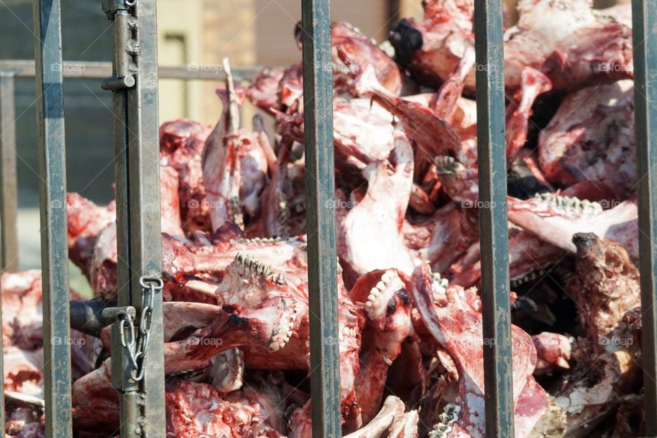 Meat carcasses in open truck: Johannesburg, South Africa 