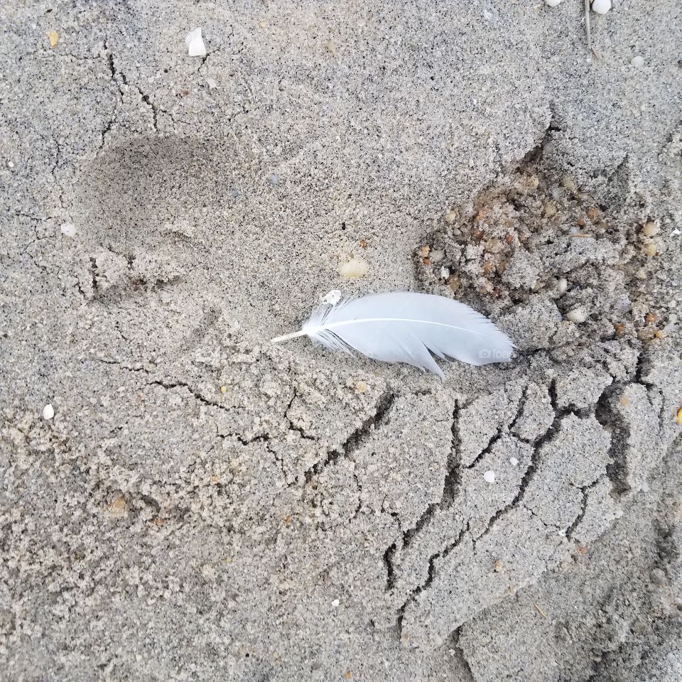Feather in the Sand 1