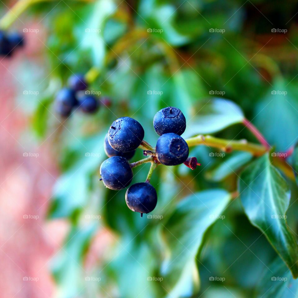 plants at Spring Season 
