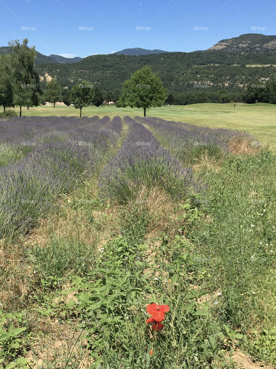 One poppy in lavender field from Provence