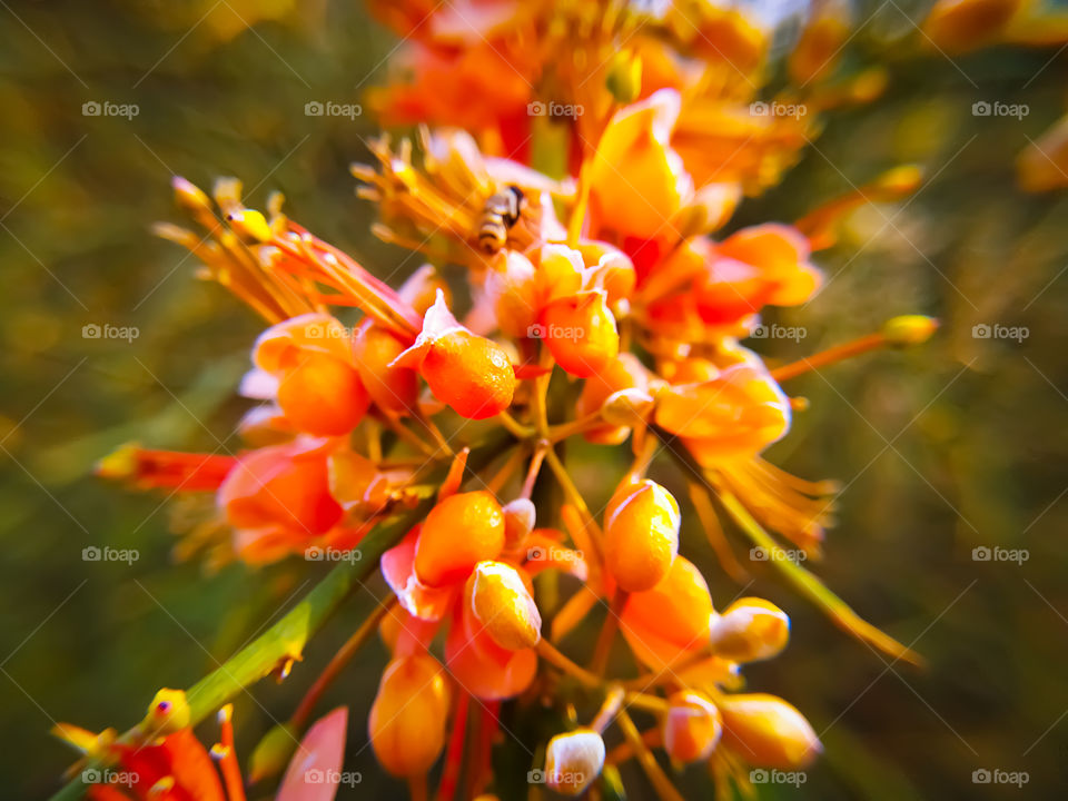 Beautiful Capparis flowers blooming on branch in summer