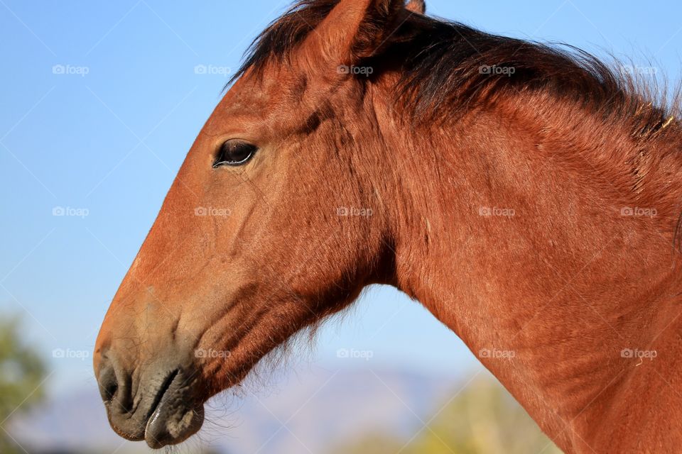Side profile view young wild chestnut coloured mustang horse 