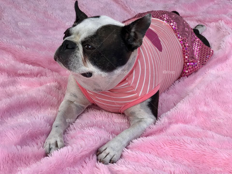 Dog, Pet, Mammal, Canine, Animal