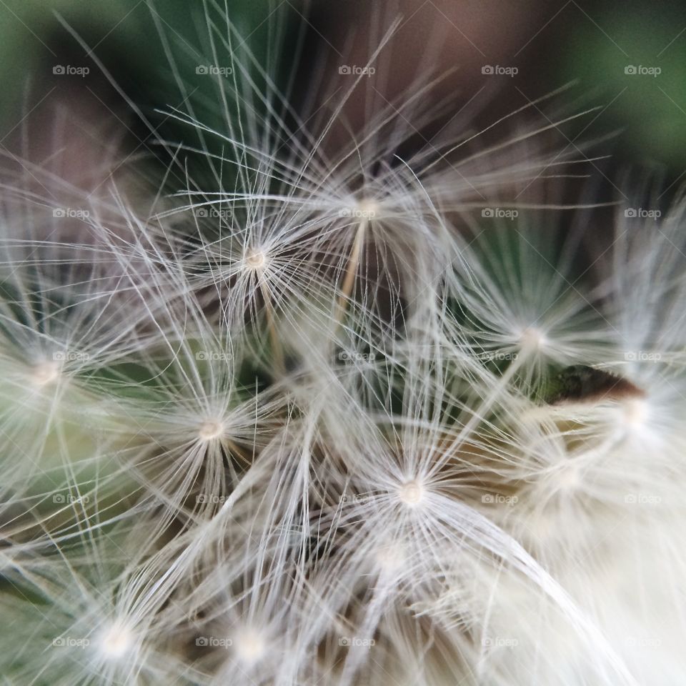 Dandelion, Downy, Seed, Nature, Bright