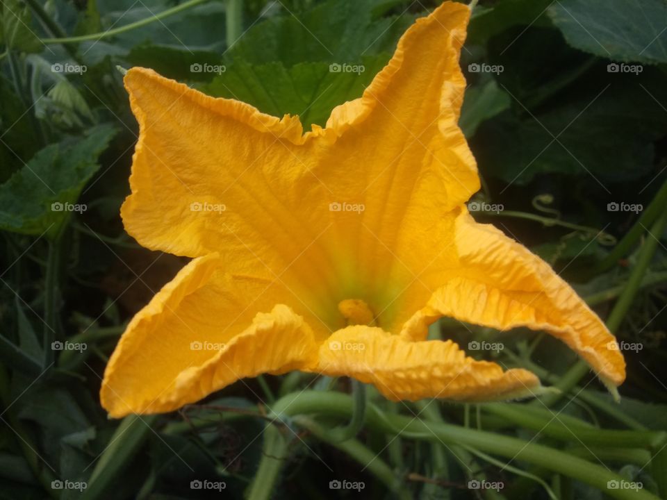 pumpkin tree flower