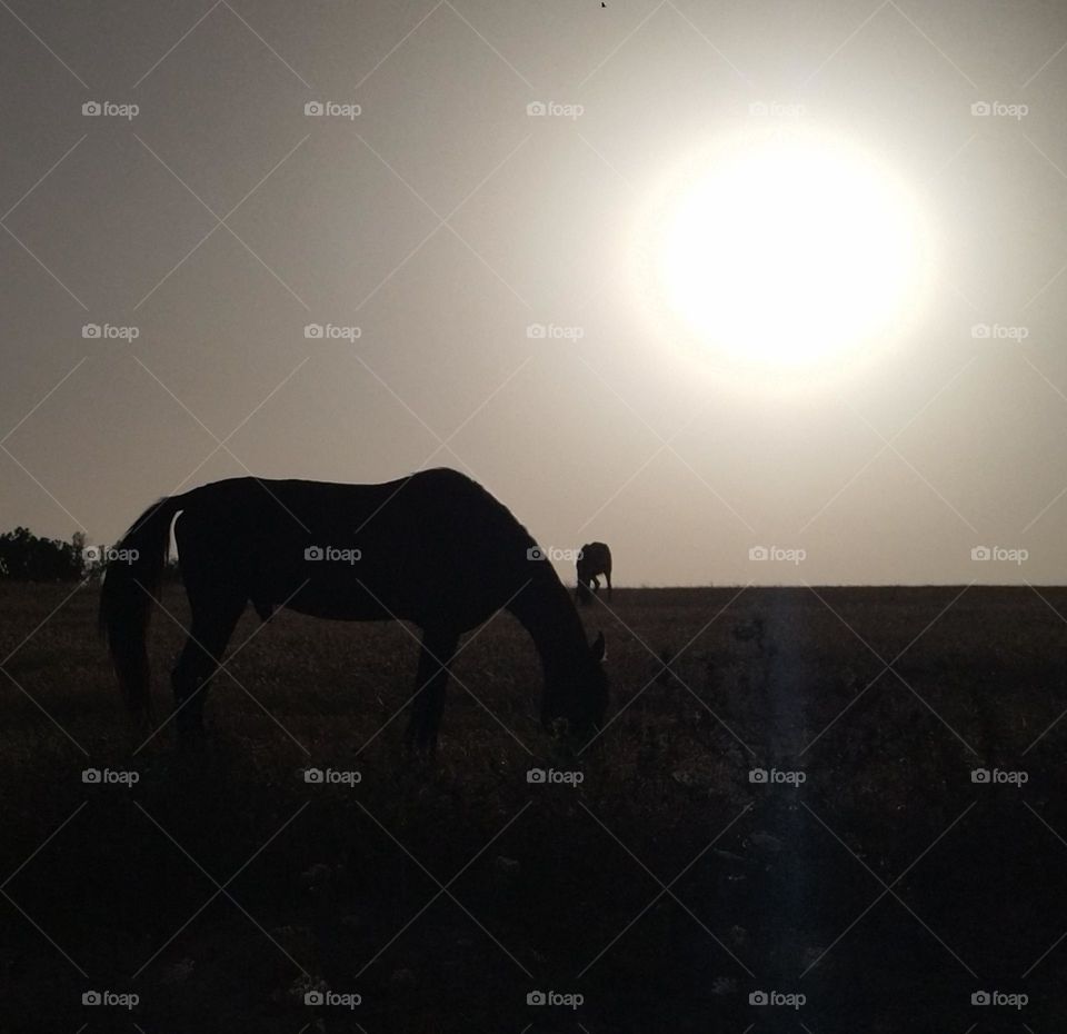 horse and sun