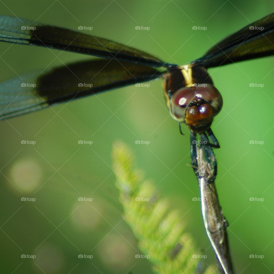 dragonfly