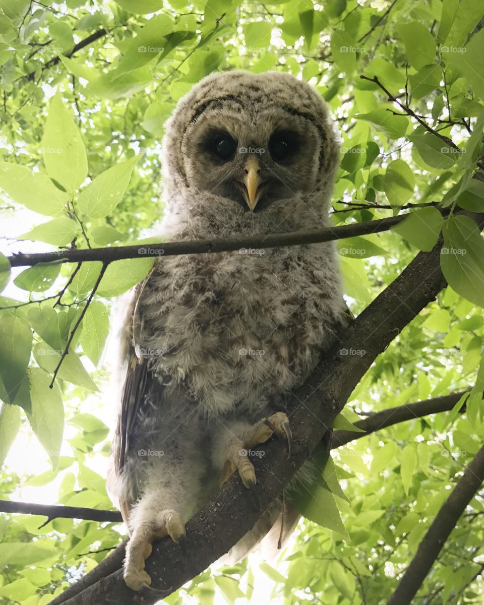 an owlet in a tree in my backyard
