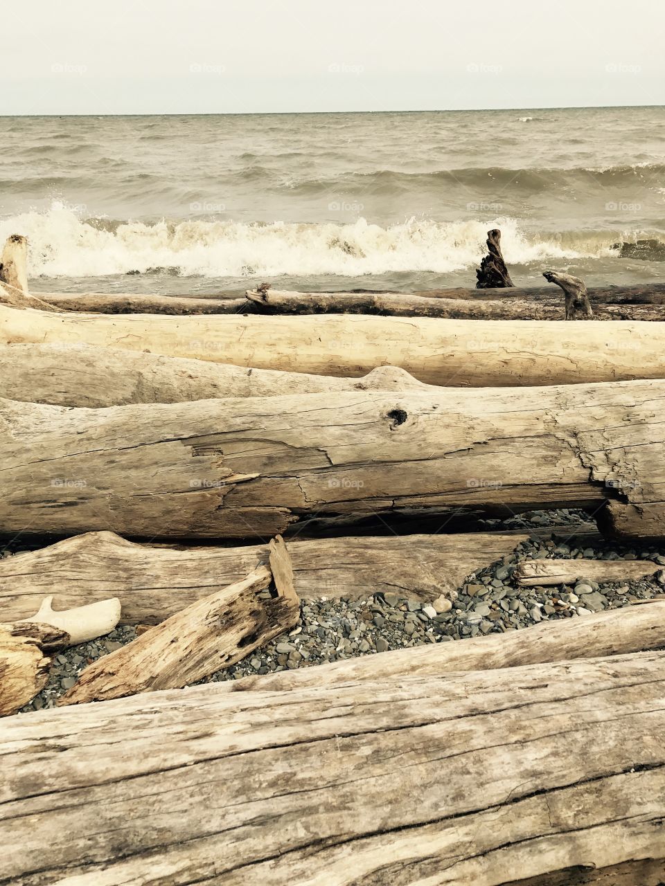 Driftwood 