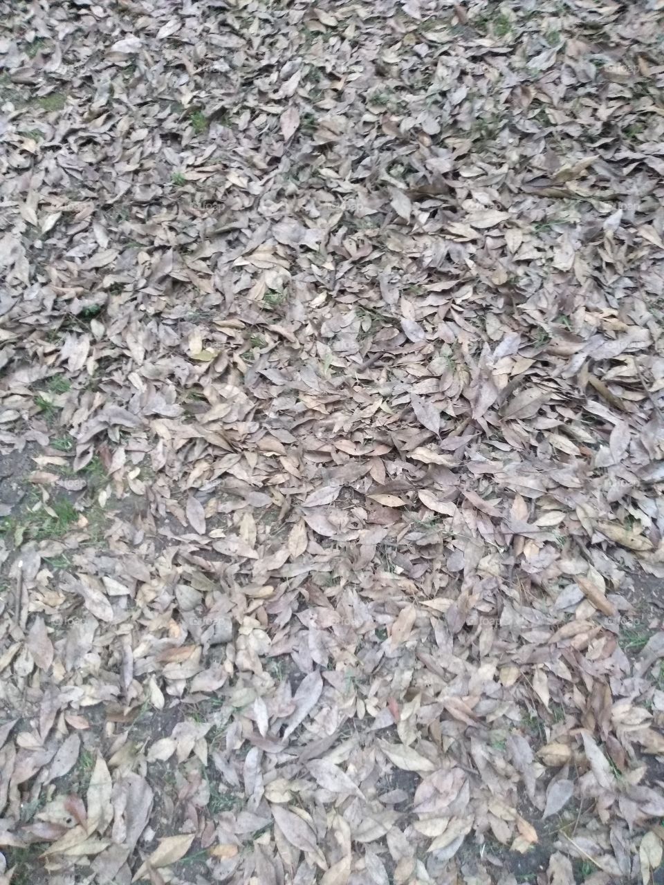 las hojas caídas del cielo.