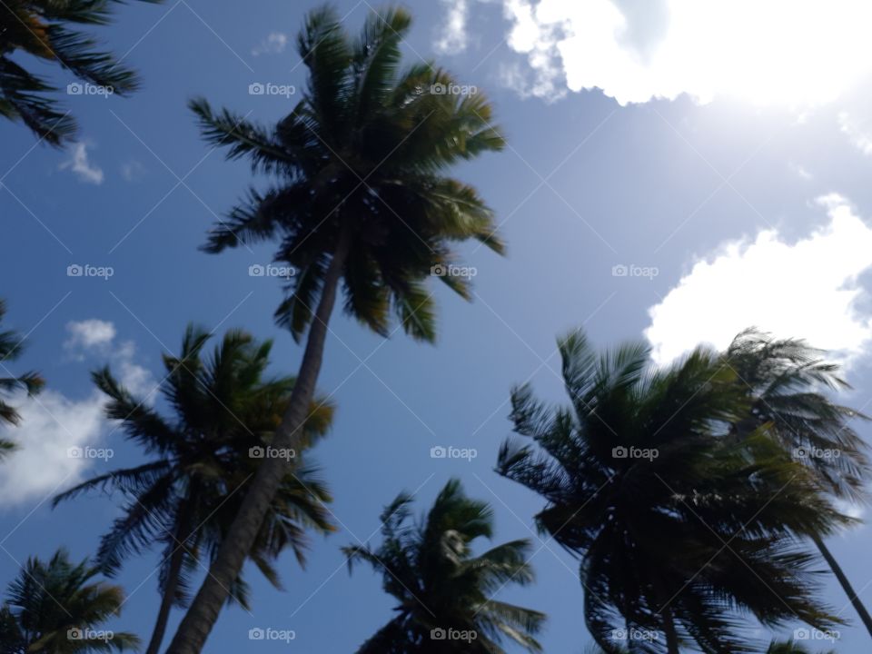 Tree, Palm, Beach, No Person, Coconut
