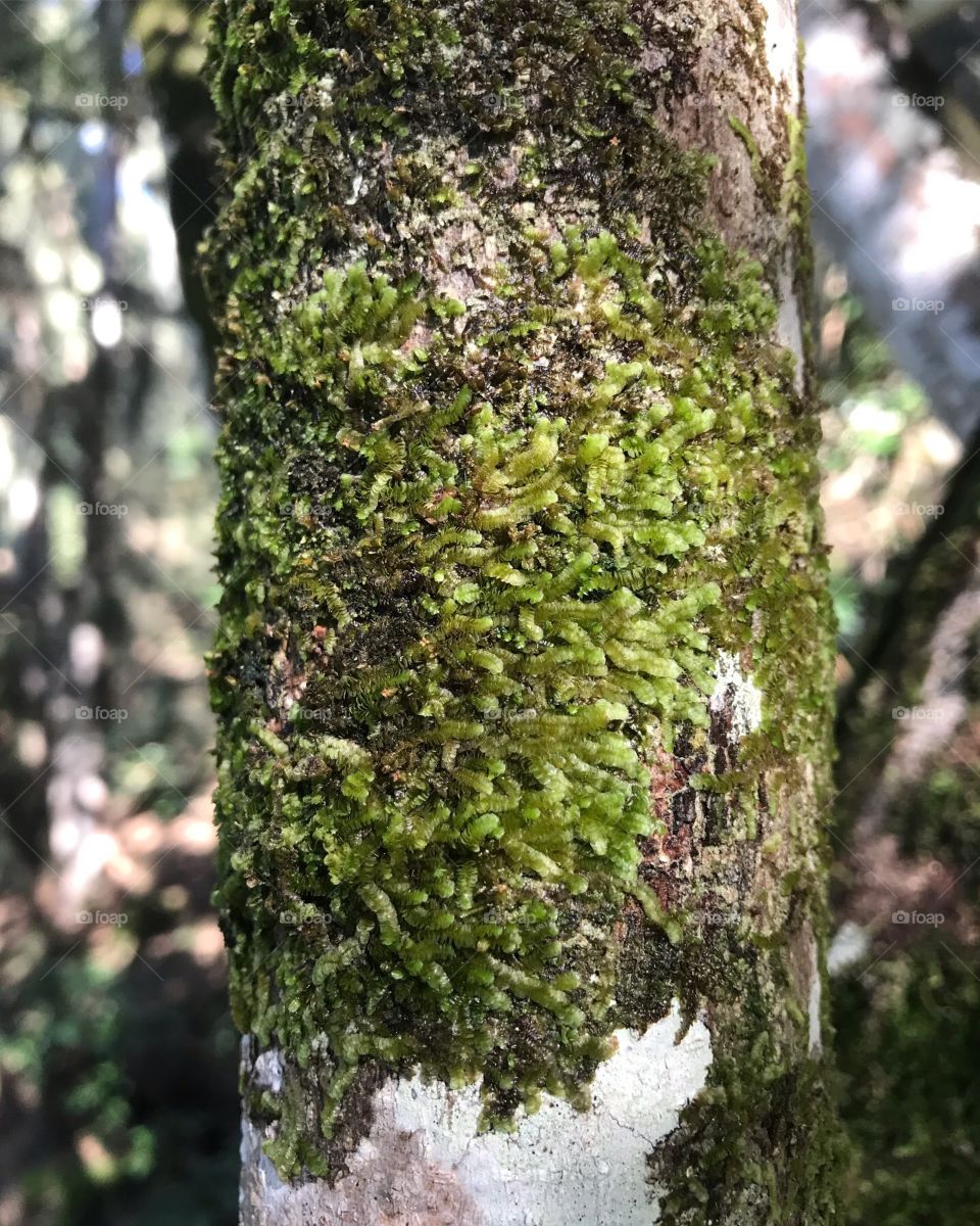 A tree trunk imbued with moss. Green, fluffy, and soft to the touch.  