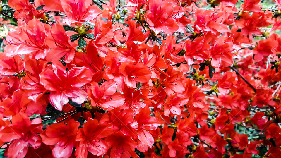 Antique azaleas quietly and brightly blooming at Hopeland Gardens.