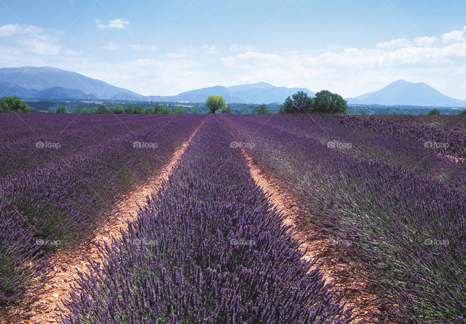 Lavender. Provence