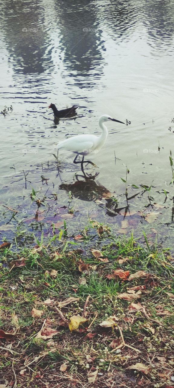 Egret and duck
