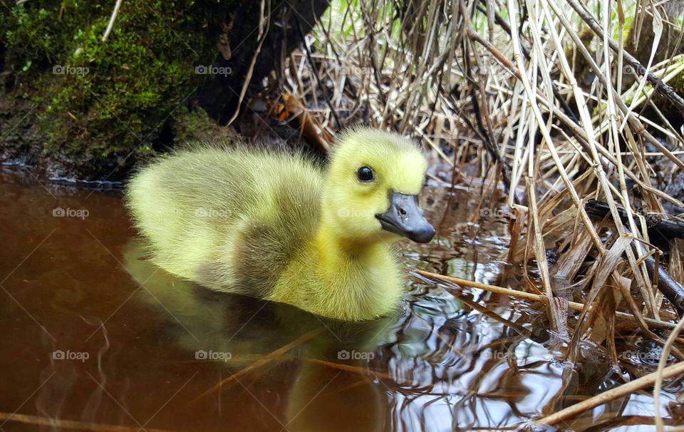 gosling in stream