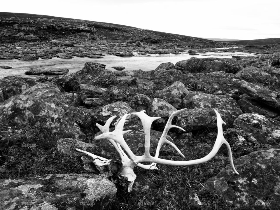 Reindeer horns on stony field in tundra 