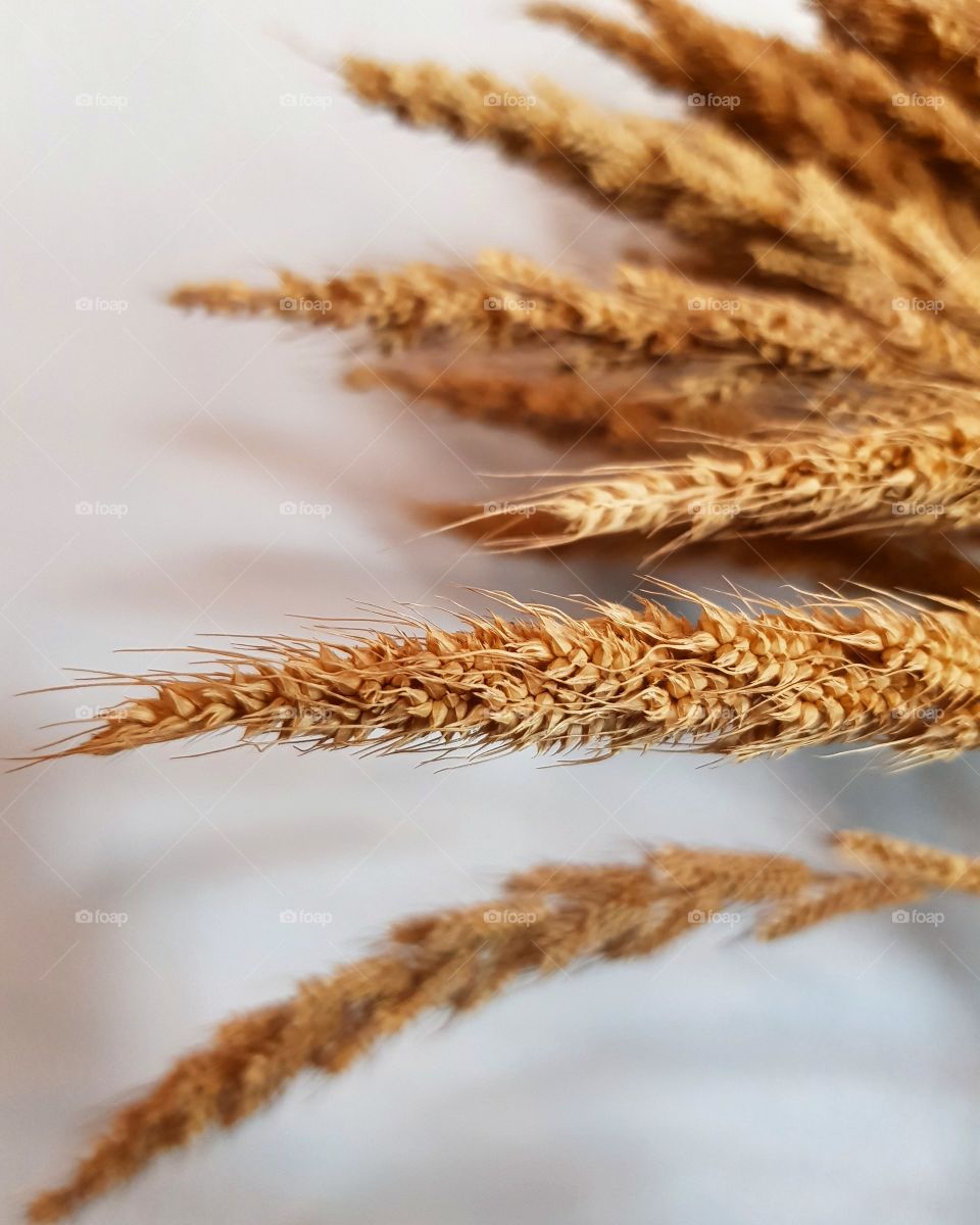 Dry grass, home decor