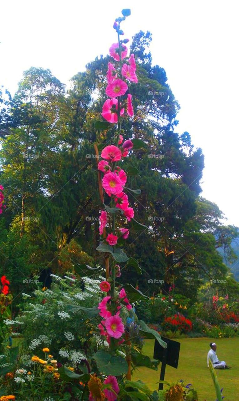 beautiful flowers  haggala srilanka