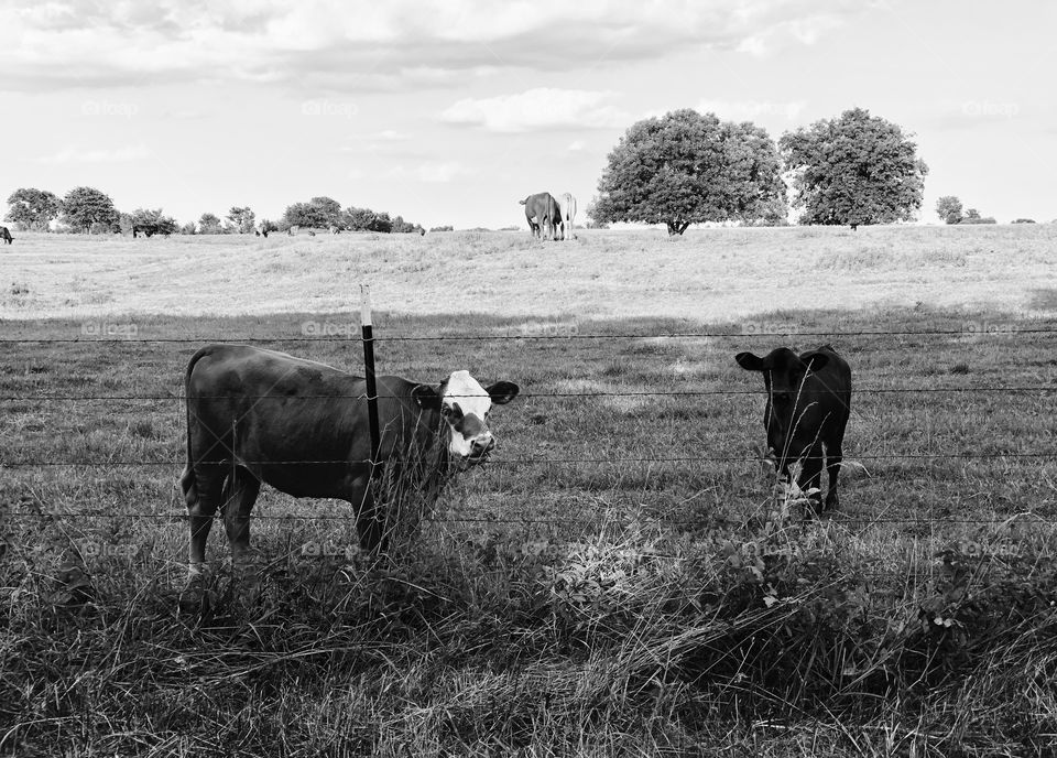 B&w Cows in Pasture 