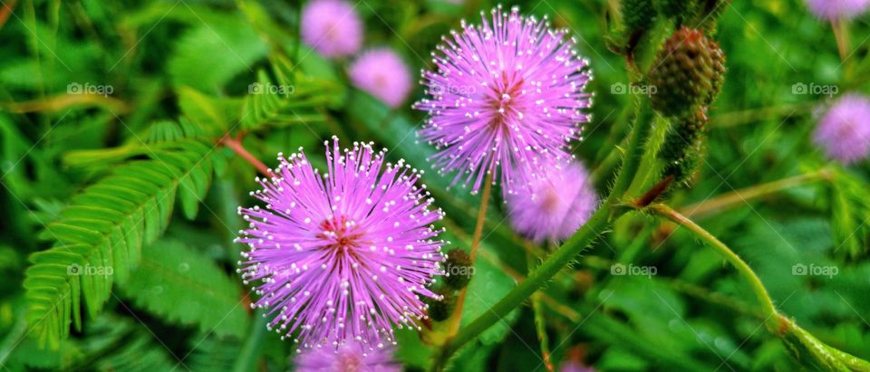 Shy princess or Mimosa pudica is a short shrub that is a member of a tribe of legumesthat is easily recognized because of its leaveswhich can quickly close / wilt by itself when touched. 