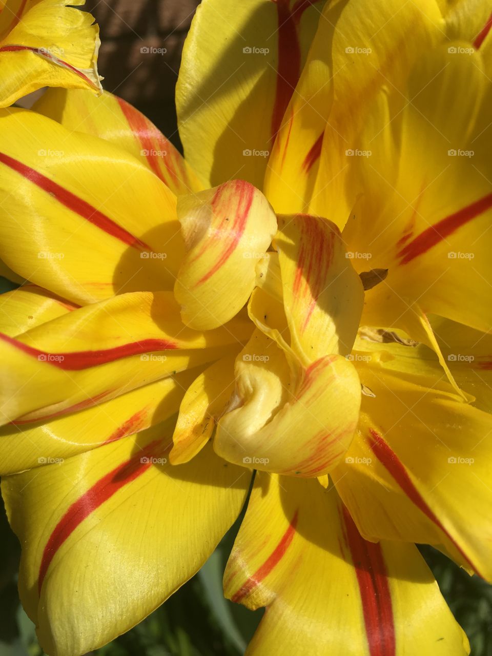Close up of a pretty yellow flower 