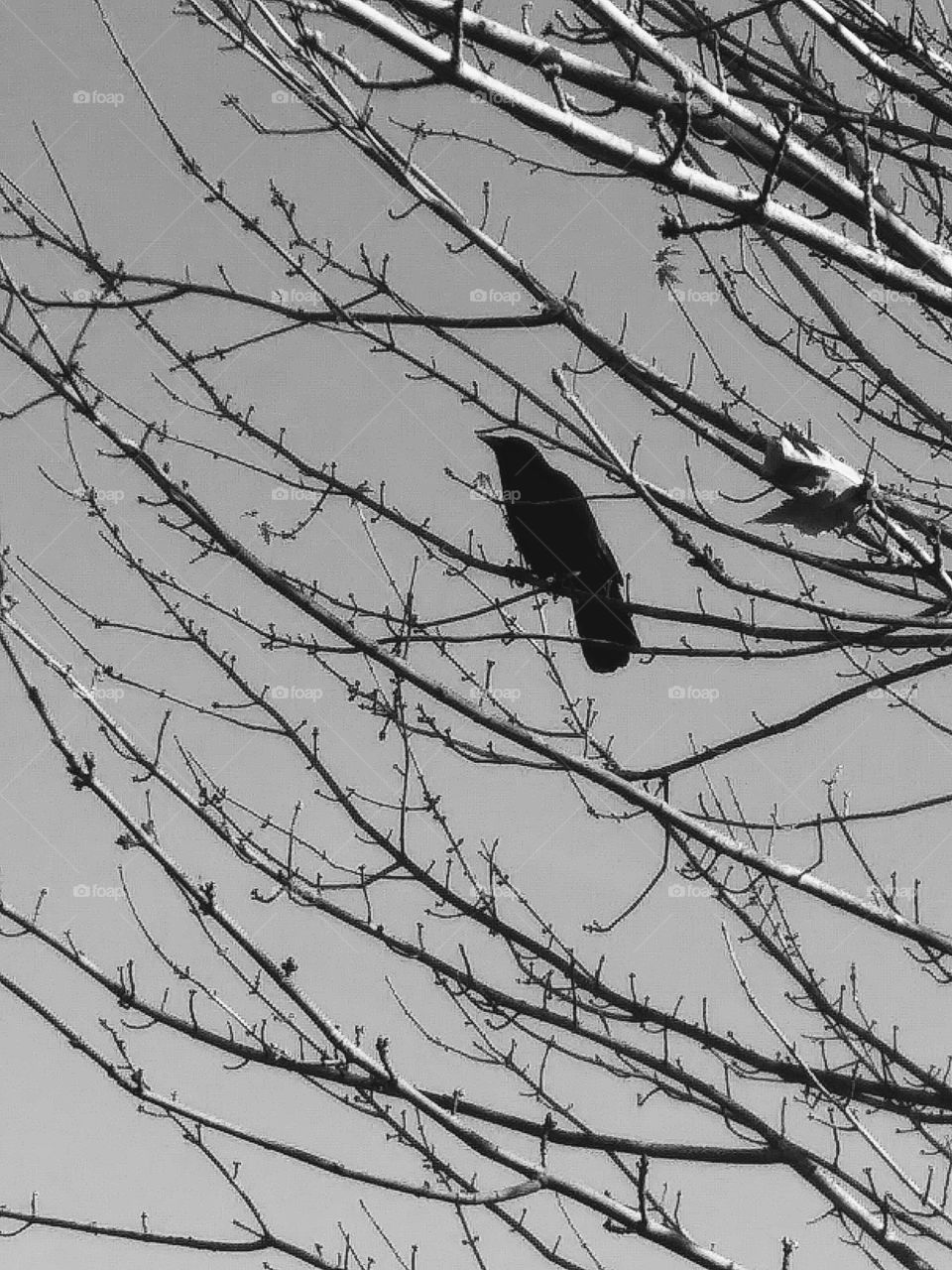 winter crow