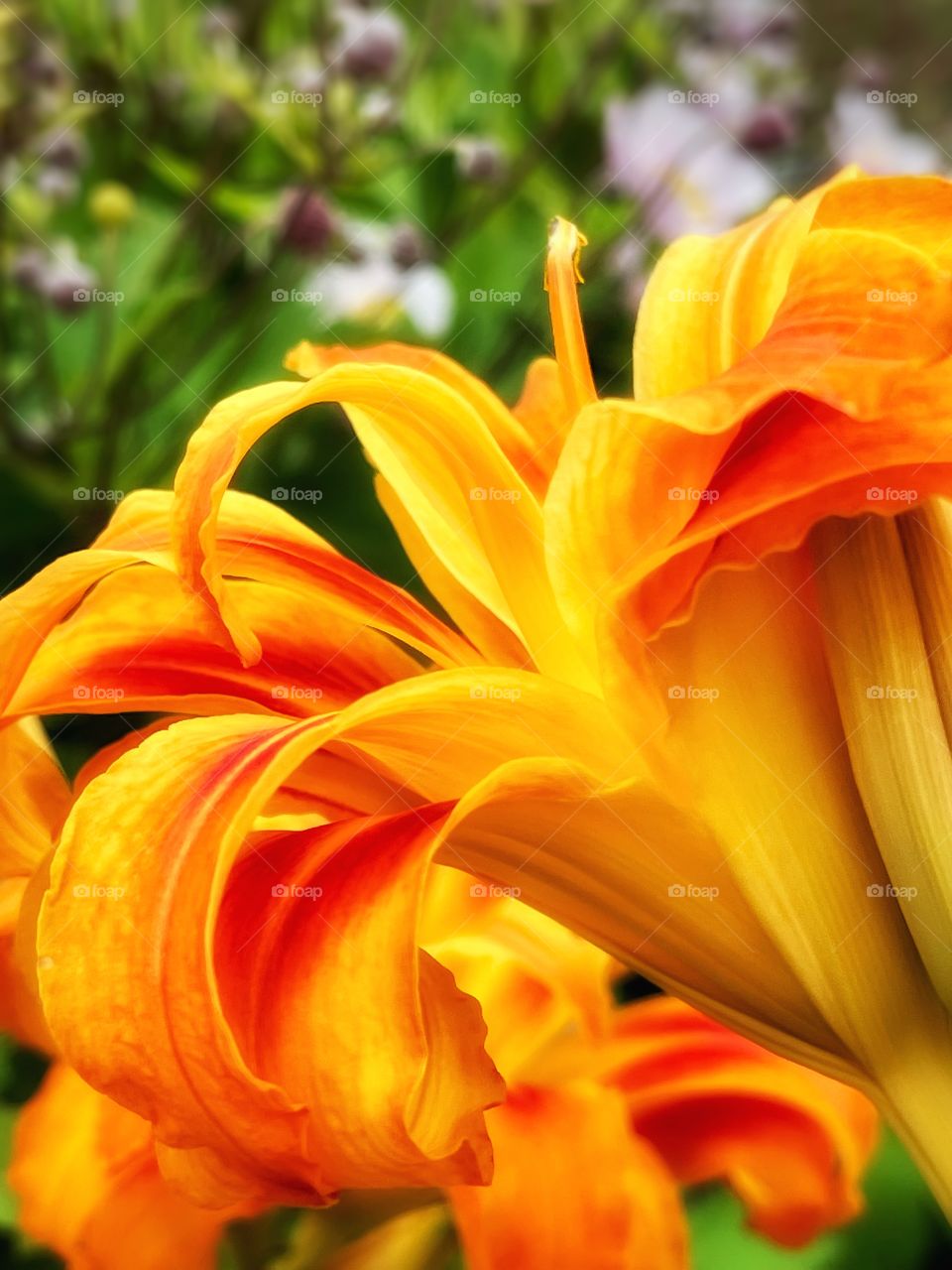 Double petal day lily 