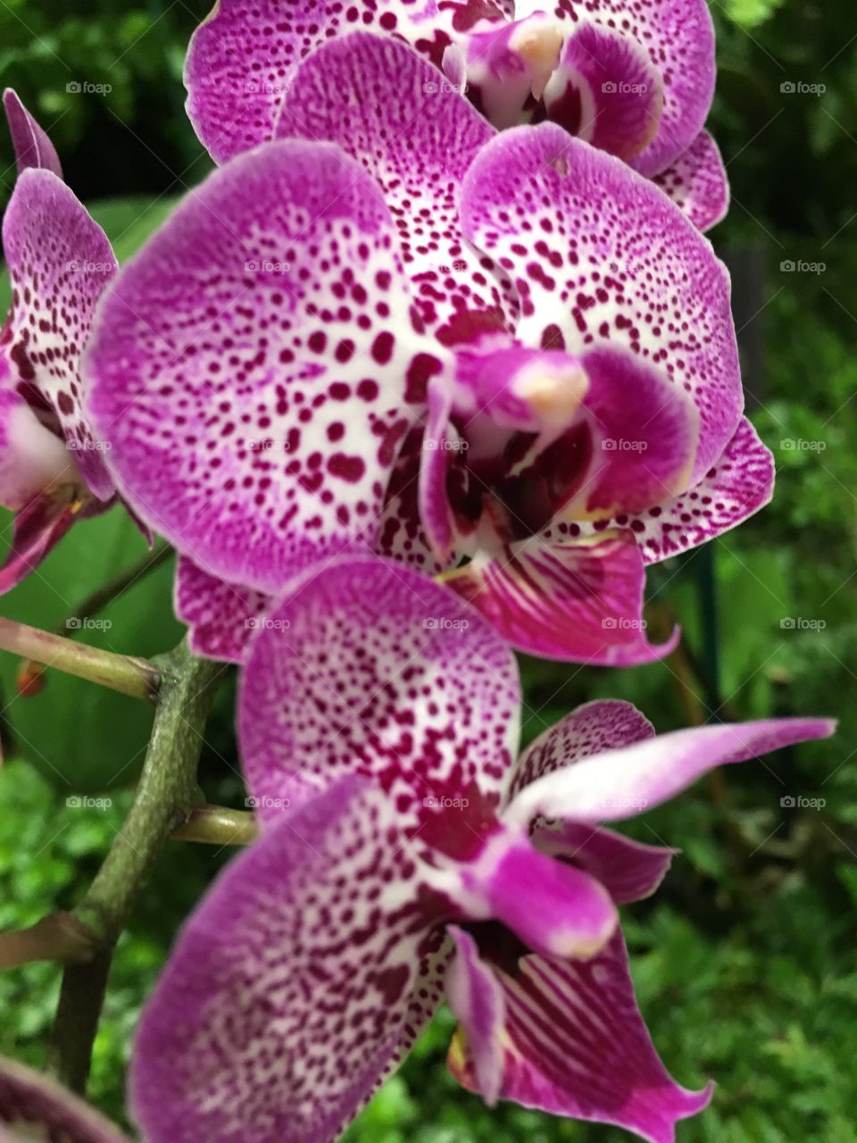 Purple and white orchids wit spots