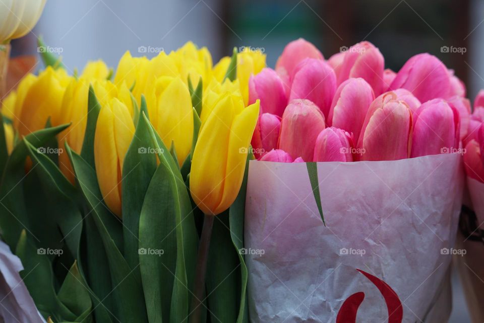 Tulips