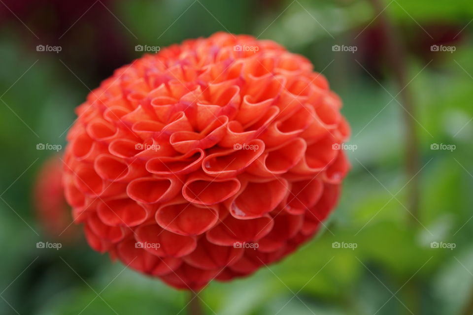 Orange Dahlia Flower