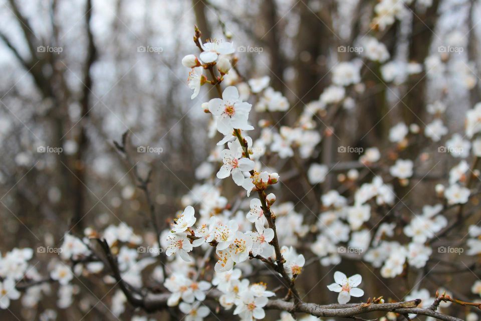 A branch full of the first flowers.  Harbingers of spring with a gray sky in the background