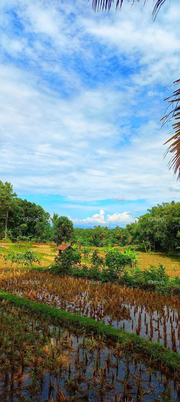 View of rice fields in the afternoon