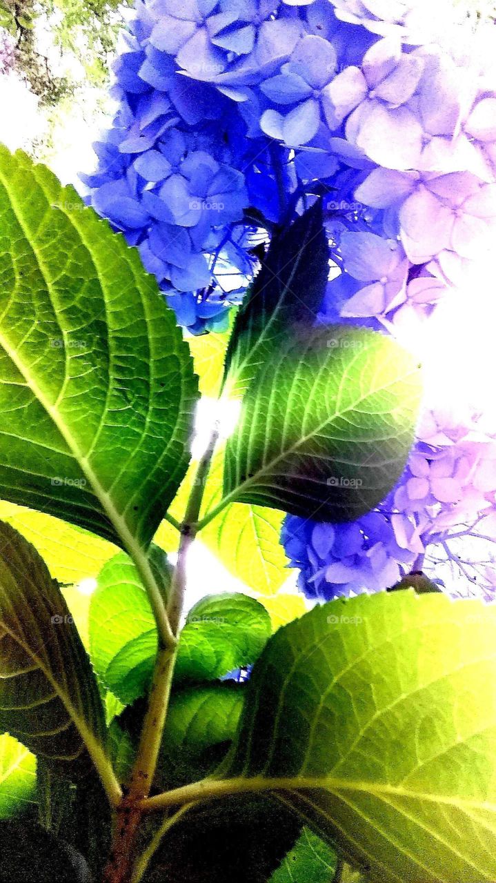 memories of summer thinking of summer brings me to the flower garden sun shining through the leaves and beautiful blooms