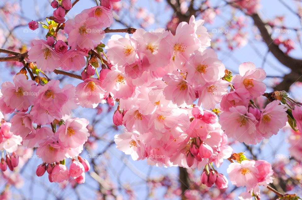 Low angle view of a cherry blossoms