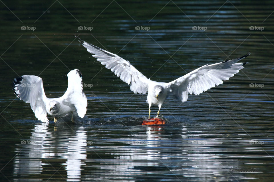 Dunking Gulls