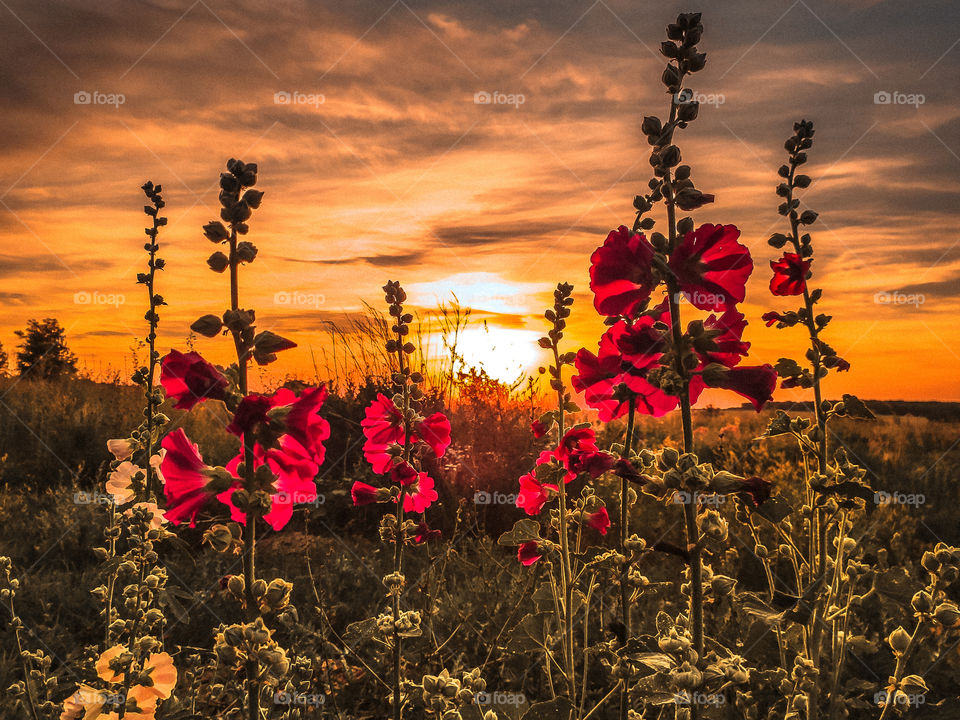 flower field at sunset