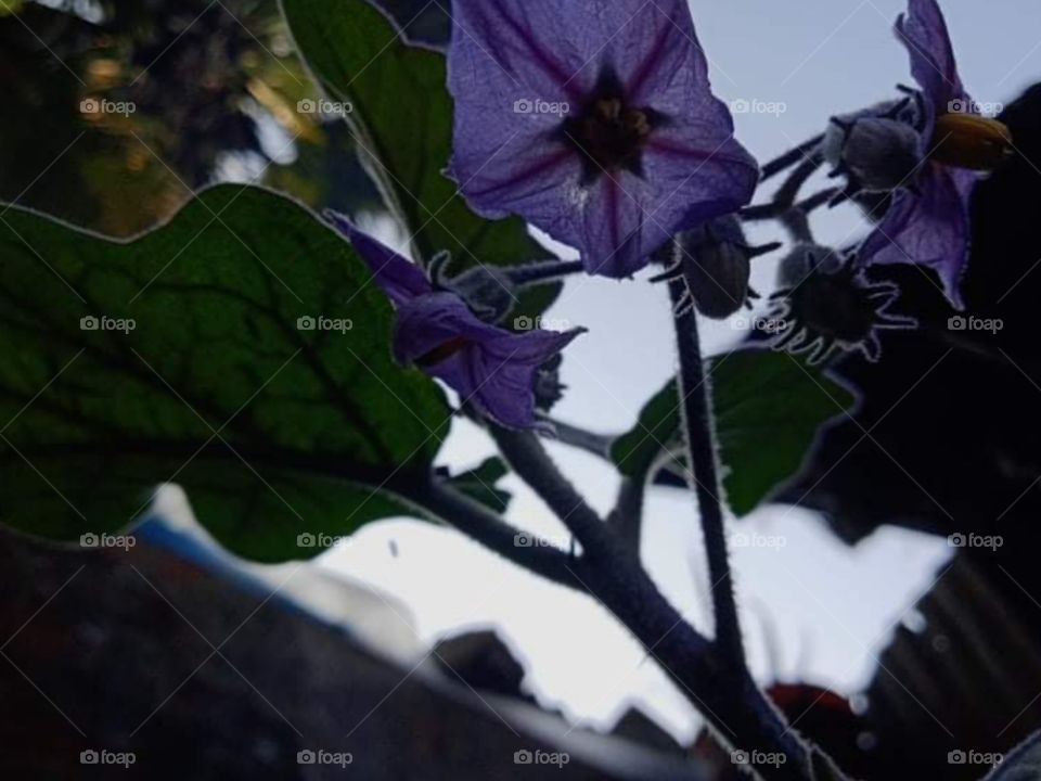 Evening flower picture