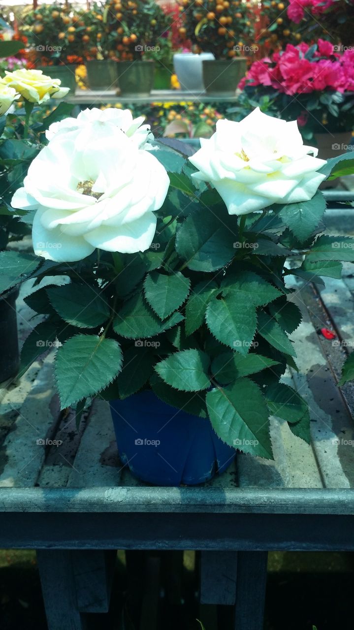 white rose with pot