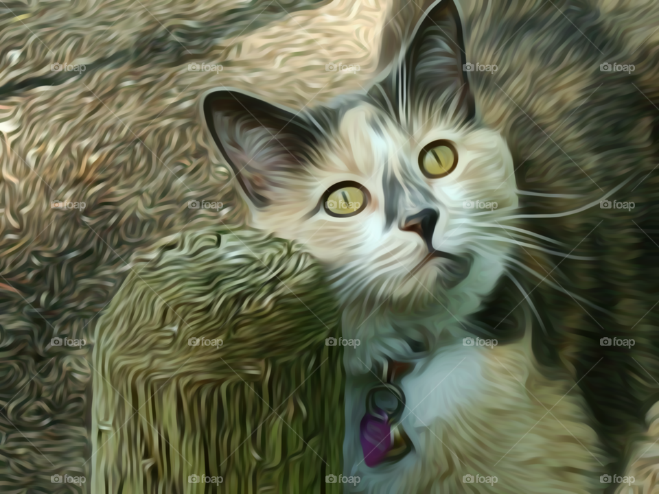 My Cat intent stare at Chipmunks in my Birdhouse, done in Oil Paint effect