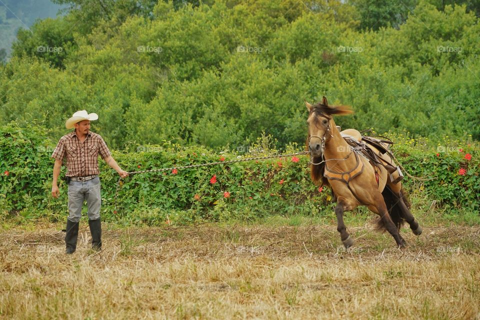 Cowboy Training His Horse